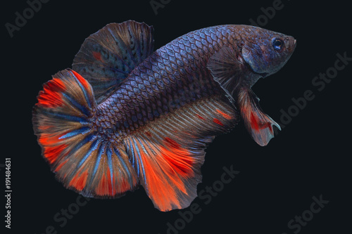 Betta Splendens - Fighting Fish - Kampffisch
