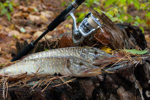 Freshwater pike fish lies on a wooden hemp and fishing rod with reel..