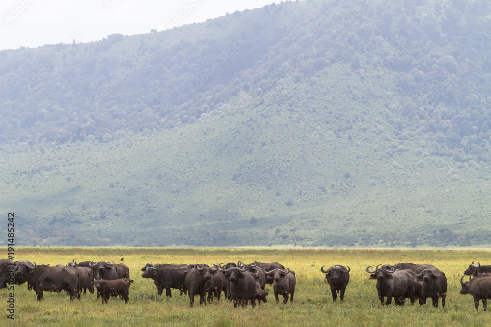 A herd of buffaloes inside a volcano NgoroNgoro. Tanzania, Africa