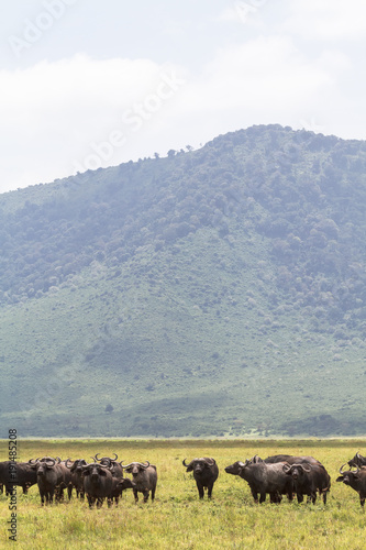 Buffaloes inside a volcano. NgoroNgoro, Tanzania 