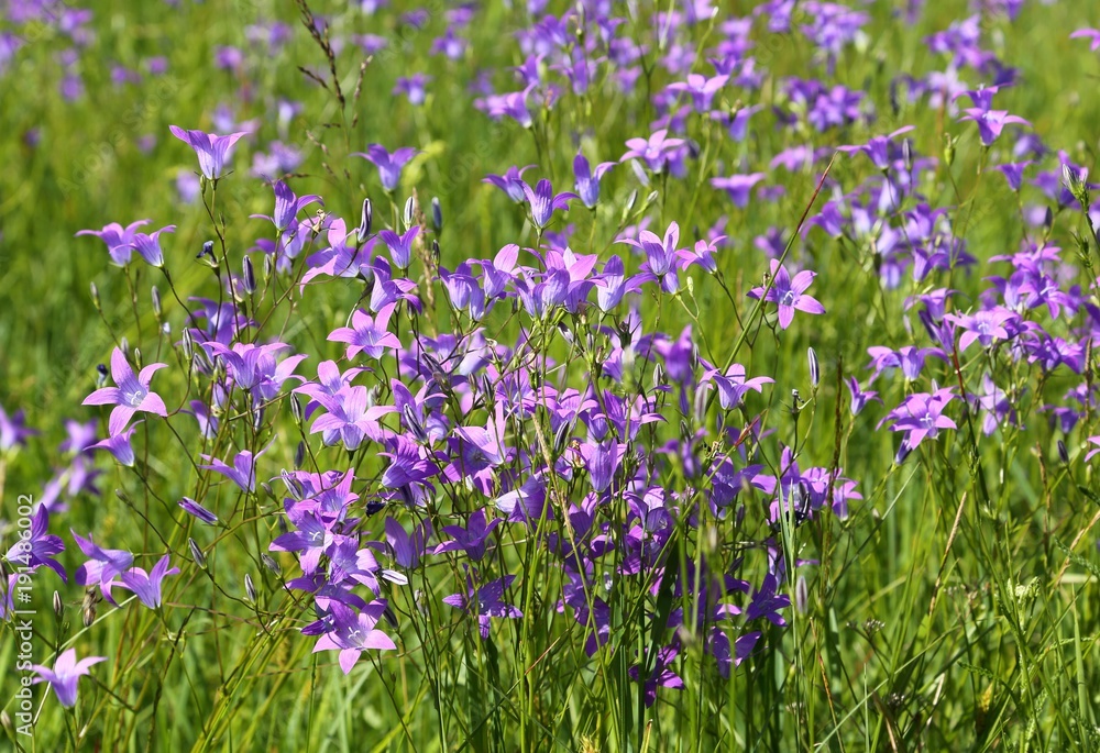 Campanula patula.