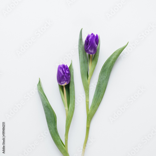 top view of two purple tulips, isolated on white