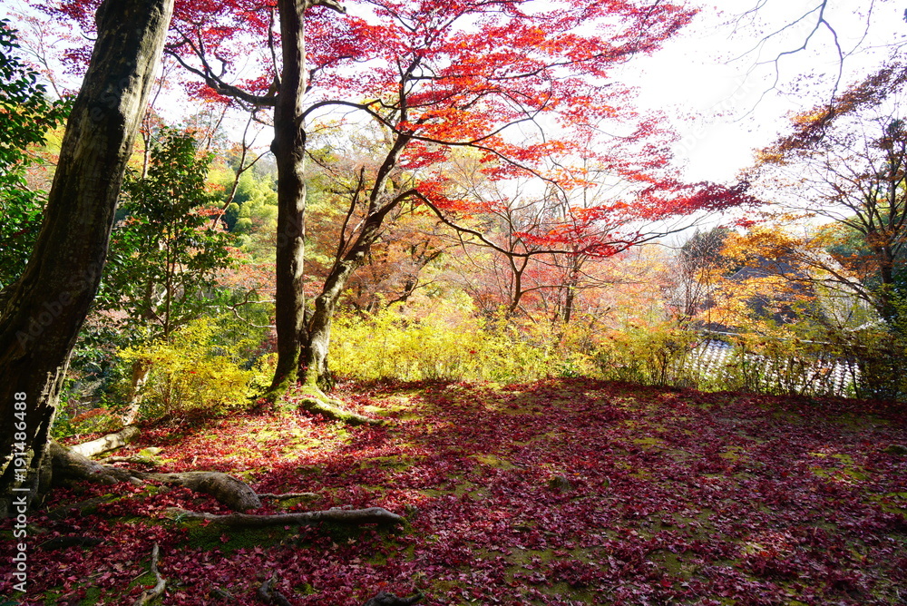 Naklejka premium 京都嵐山直指庵の紅葉