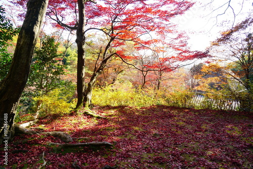 京都嵐山直指庵の紅葉
