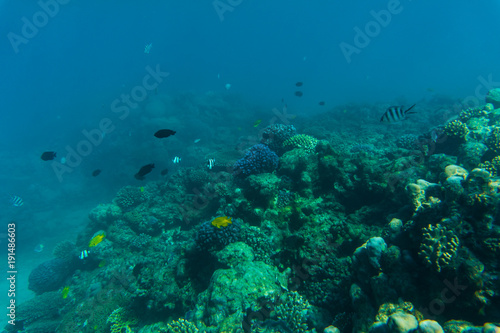 Sea or ocean underwater coral reef. Summer vocation