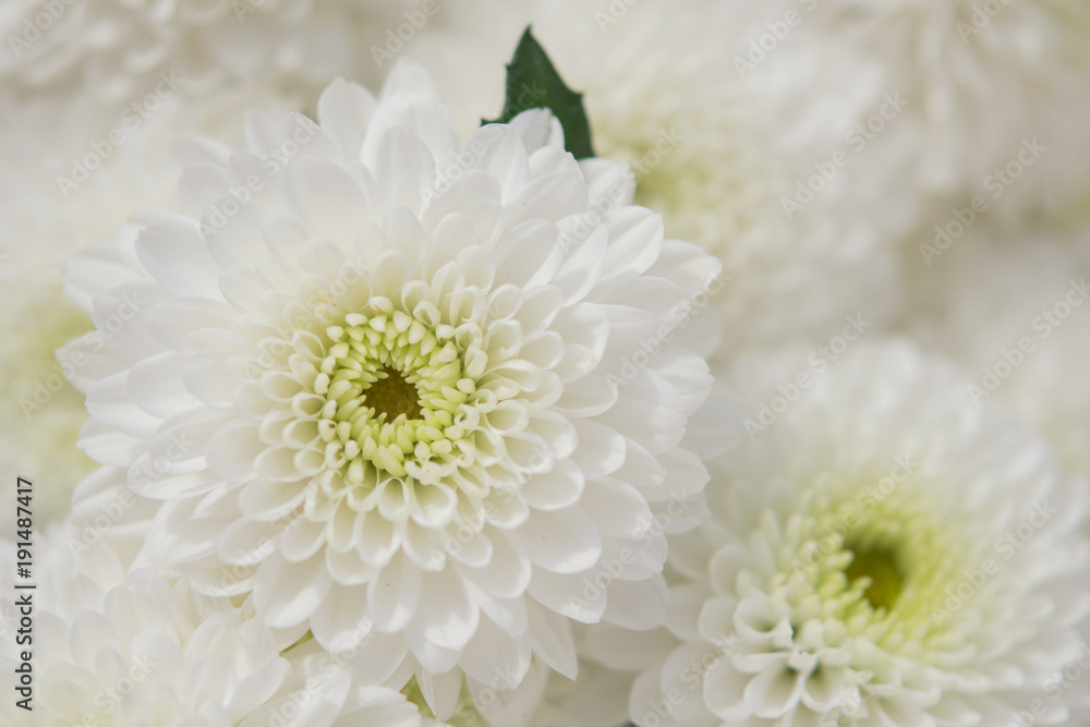 chrysanthemum white flowers