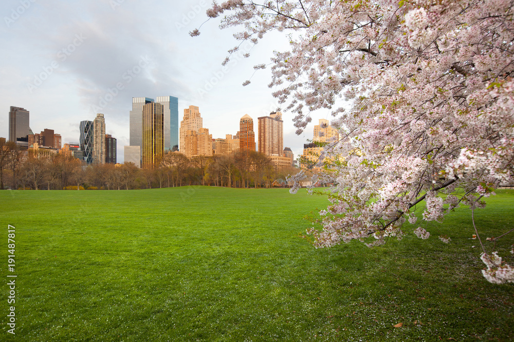 Cherry Blossom at Sheep Meadow in Central Park and Midtown skyline, New York City, NY, USA Cherry Blossom at Sheep Meadow in Central Park and Midtown skyline, New York City, NY, USA