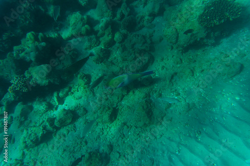 Sea and ocean underwater coral reef background. Marine background