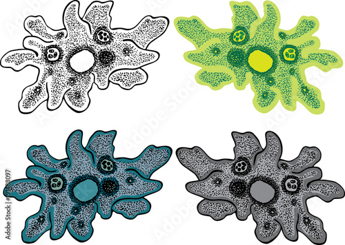 Amoebas - the protozoa organismus