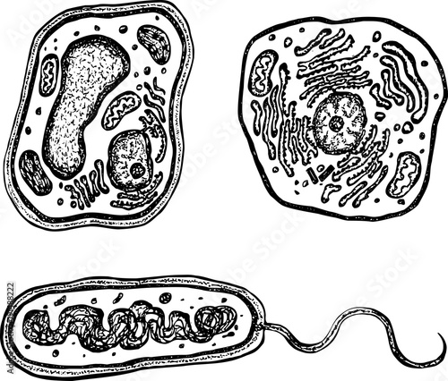 Plant, animal and bacteria cells with organelles