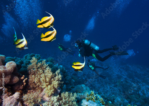 Masked Butterfly Fish and Group of Scuba Divers