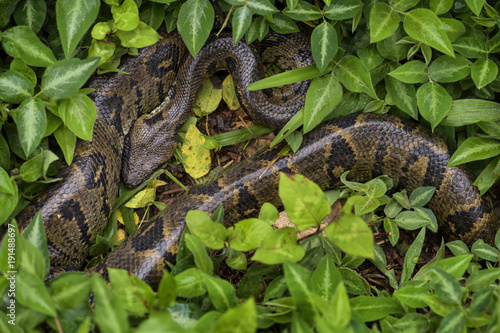 Madagascar Boa - Acrantophis madagascariensis, the largest snake of Madagascar forests. Endemic snake.
