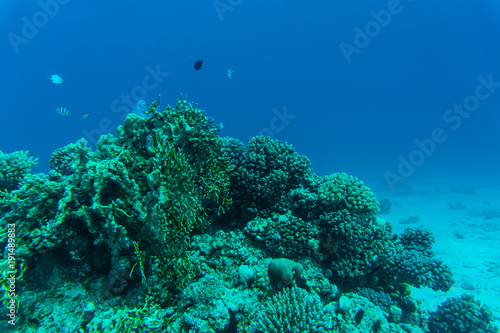 coral reef with soft and hard corals and exotic fishes anthias in tropical sea on blue water background, underwater