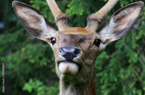 Fototapeta Naklejka Na Ścianę i Meble -  Jeleń