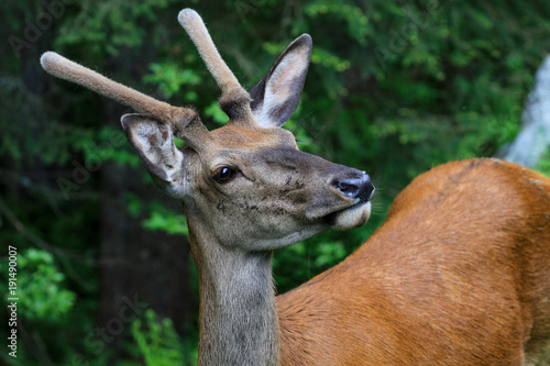 Fototapeta Naklejka Na Ścianę i Meble -  Jeleń