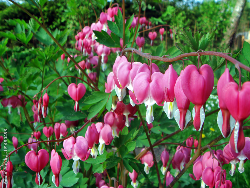 Fototapeta premium Tränendes Herz