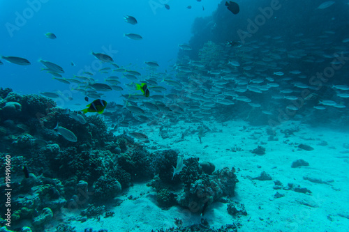 Coral reef with fishes around with clear blue water on the background