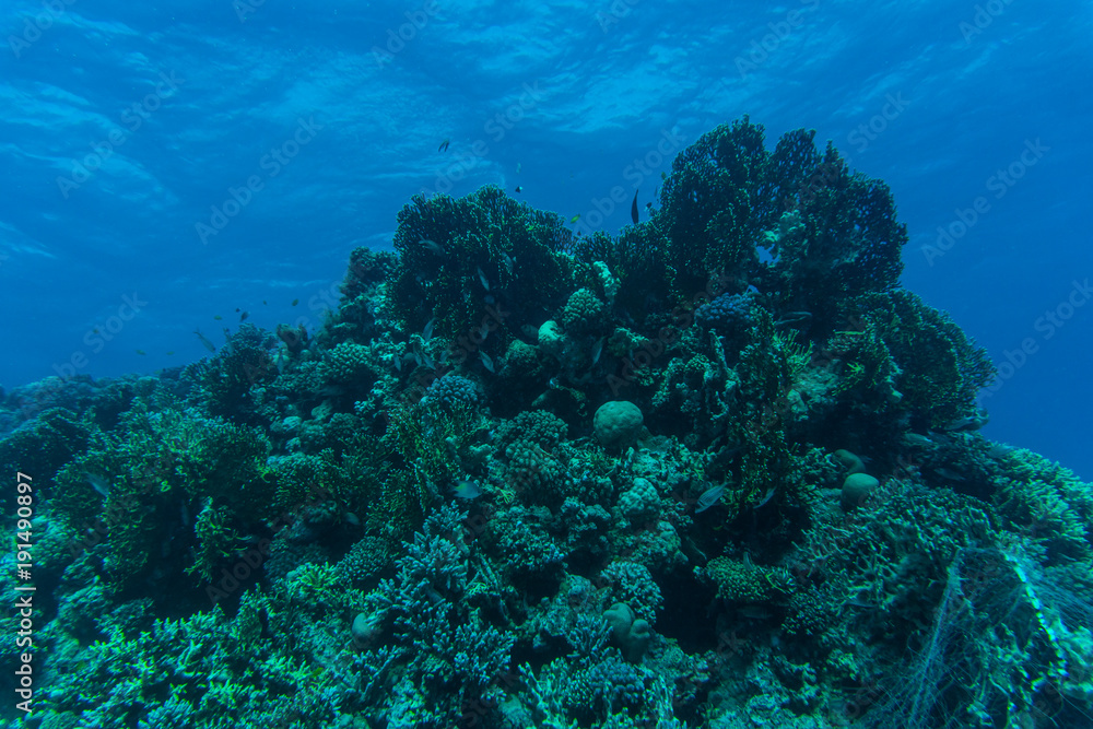 Fototapeta premium Coral reef with fire coral and exotic fishes at the bottom of colorful tropical sea underwater