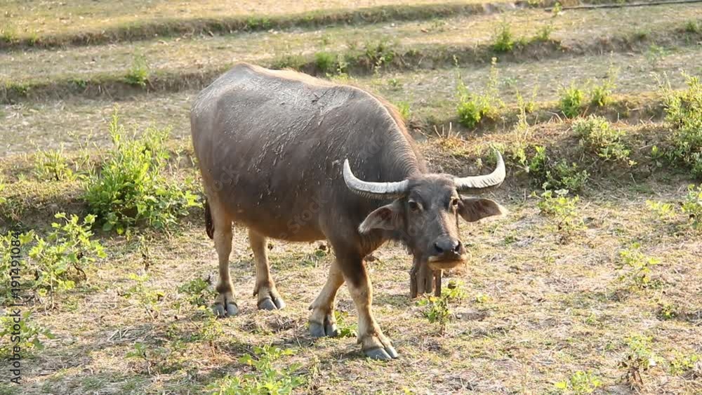 Thai buffalo looking camera in field Thai buffalo looking camera in field