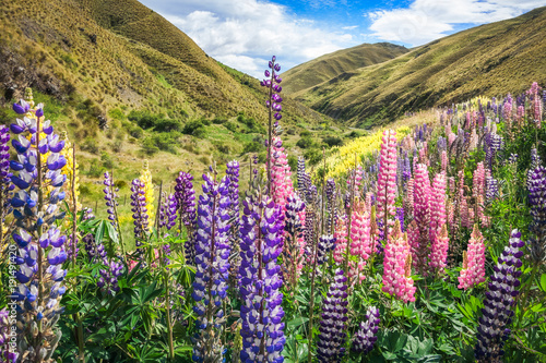 Colorful fields of lupines growing along the side of Crown Range Scenic Road in New Zealand. They bloom between November and February but they are considered a pest plant species in NZ. photo