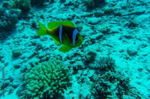 The Marine Fish Ocellaris clownfish underwater sea or ocean world