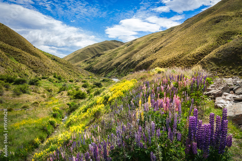 Lupines fields on the side of the road in New Zealand in December
