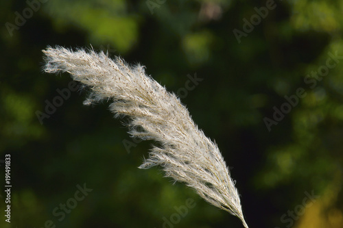 Fotografie Kans Grass, Saccharum spontaneum is a grass native to South Asia