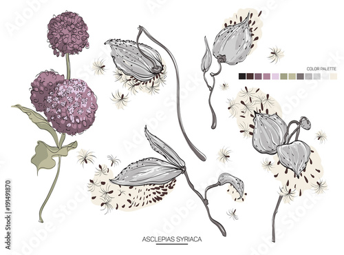 Fototapeta Naklejka Na Ścianę i Meble -  Vector designer elements set collection of green asclepias syriaca art foliage natural leaves herb. Decorative beauty elegant illustration for design.