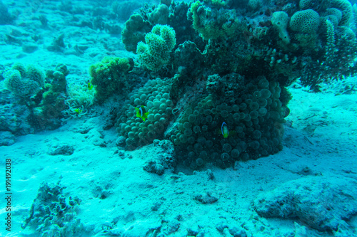 Red sea underwater coral reef with fishes