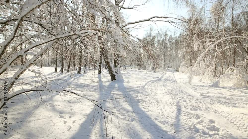snow forest in clear weather. trees bent under the weight of snow. snow forest in clear weather. trees bent under the weight of snow.