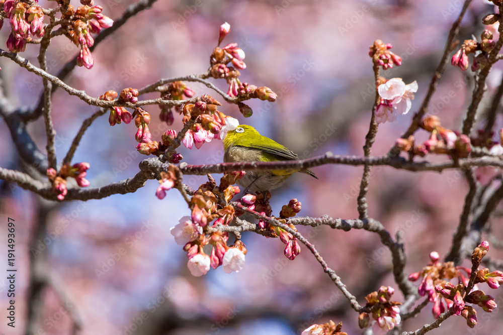 The Japanese White-eye and cherry blossoms(Japanese name is Kanzakura). Located in Tokyo Prefecture Japan. The Japanese White-eye and cherry blossoms(Japanese name is Kanzakura). Located in Tokyo Prefecture Japan.