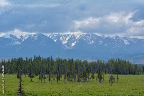 snowy mountains and coniferous forest