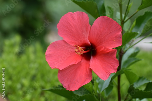 Hibiscu