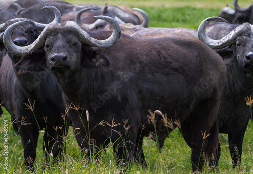 Herd of african buffalos close up. Savanna NgoroNgoro, Tanzania 