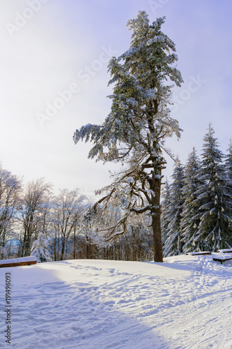 Winter mountain landscape. Tall lonely pine tree growing on a hill by the road. Hoary trees, blue sky and sunlight. Vertical image.
