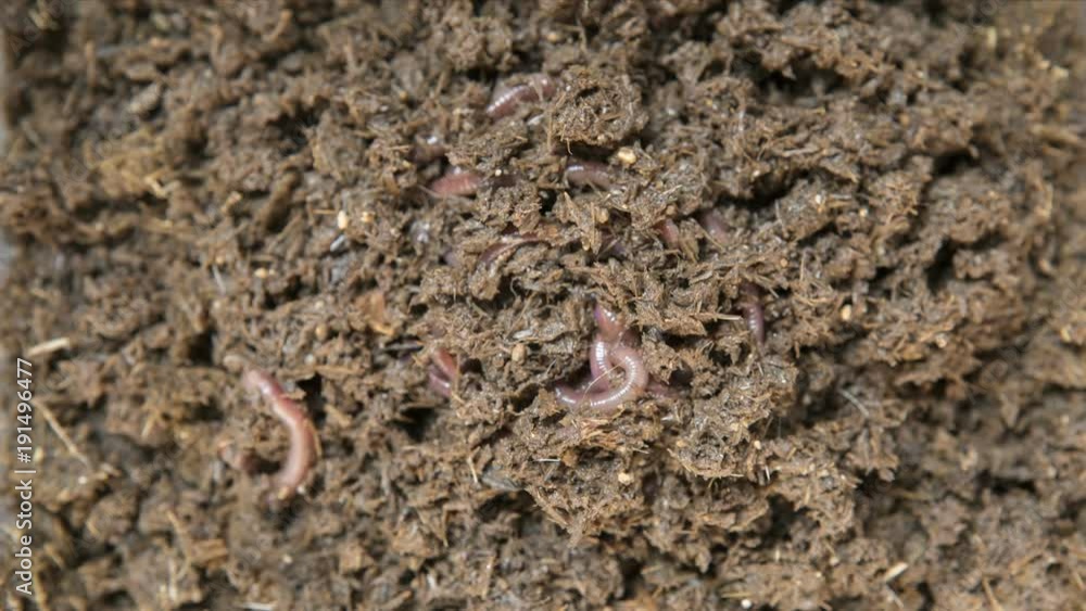african night crawler worm in farm bedding african night crawler worm in farm bedding