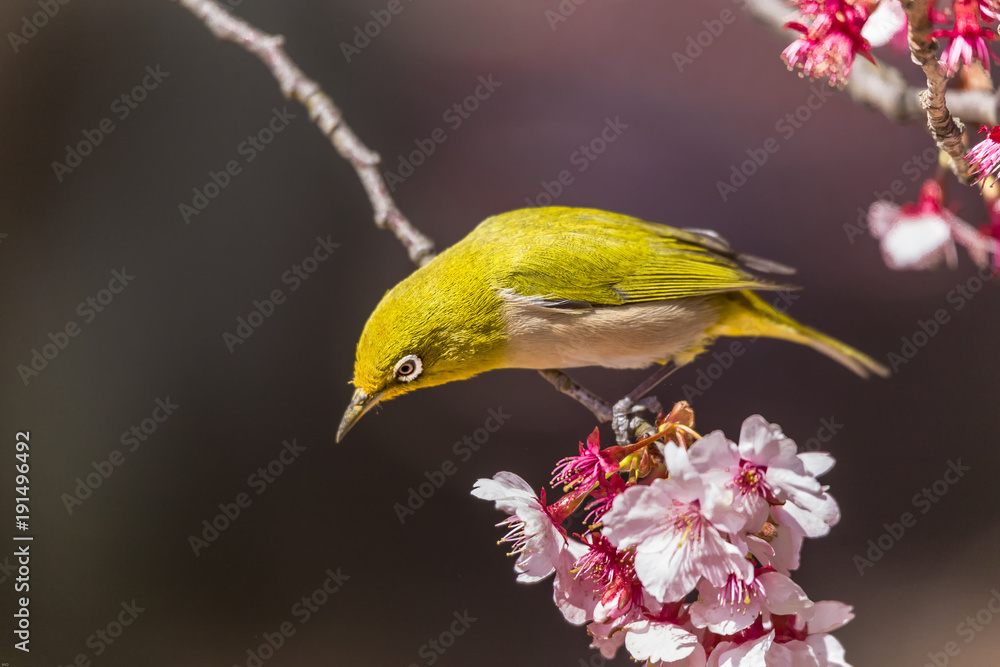 The Japanese White-eye.The background is cherry blossoms(Japanese name Kanzakura). Located in Tokyo Prefecture Japan. The Japanese White-eye.The background is cherry blossoms(Japanese name Kanzakura). Located in Tokyo Prefecture Japan.