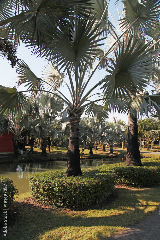 Palm trees different and beautiful Palm trees different and beautiful