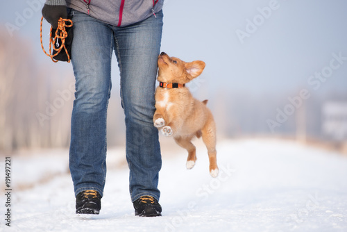 Fototapeta Naklejka Na Ścianę i Meble -  funny retriever puppy jumping up to owner outdoors in winter