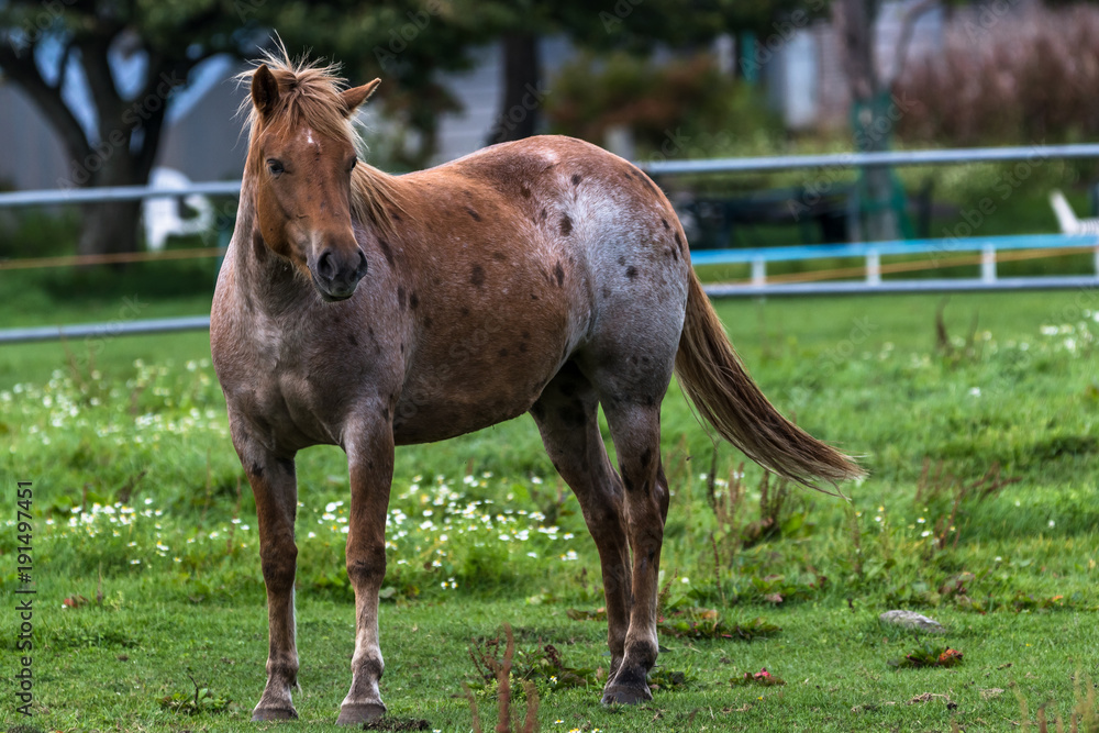 Fototapeta premium 凛と佇む馬
