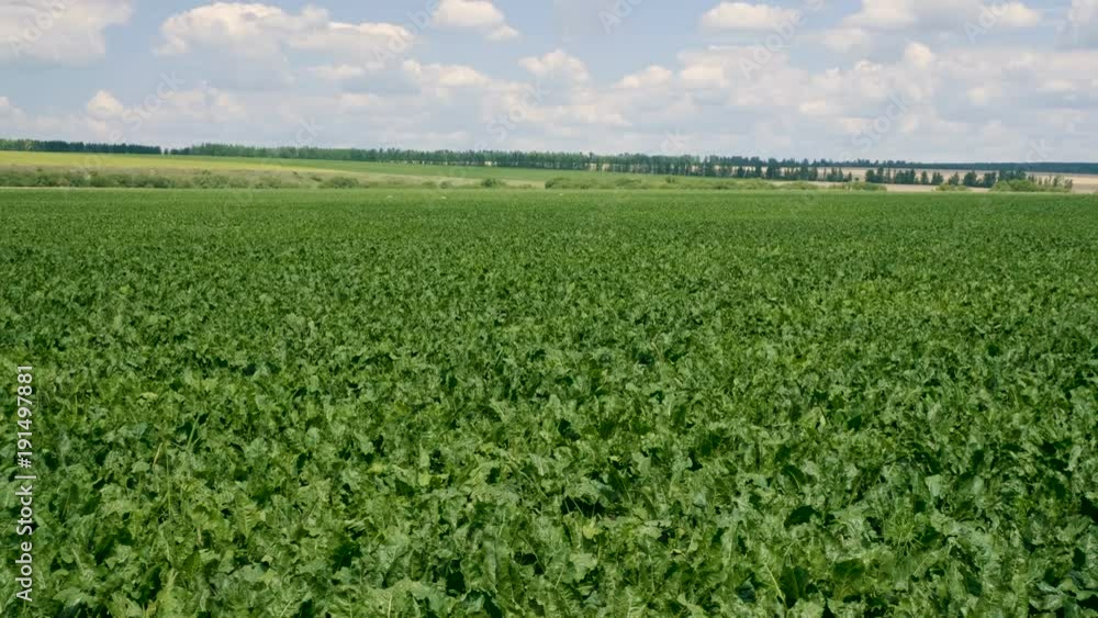 Vegetable growing. The field of ripening sugar beet. 4K Vegetable growing. The field of ripening sugar beet. 4K