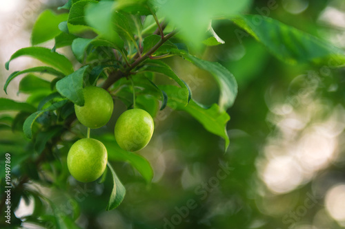 Wallpaper Mural Ripening plum fruit Torontodigital.ca