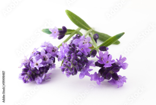 Lavender flowers in closeup. Bunch of lavender flowers isolated over white background.