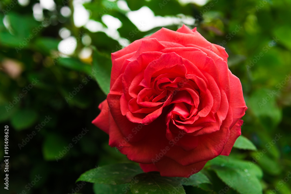 Red rose in garden