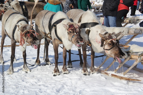 северный олень © Николапй Мельников