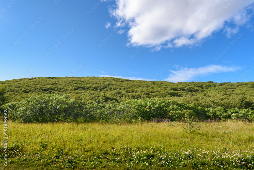 Fototapeta premium Beautiful mountain range and green tree, Iceland