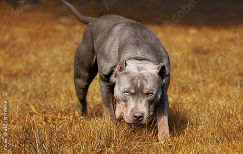 Hund Pitbull American Bully gefährlicher Blick