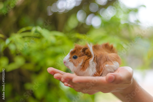 Foto Guinea pig in hand