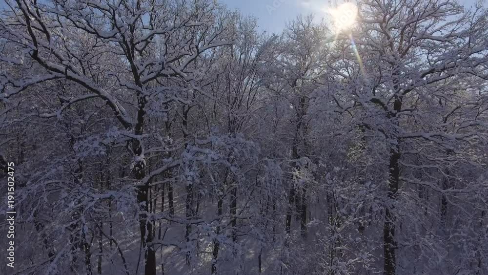 Flight Winter forest in Snow Flight Winter forest in Snow
