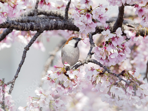 桜とニュウナイスズメ